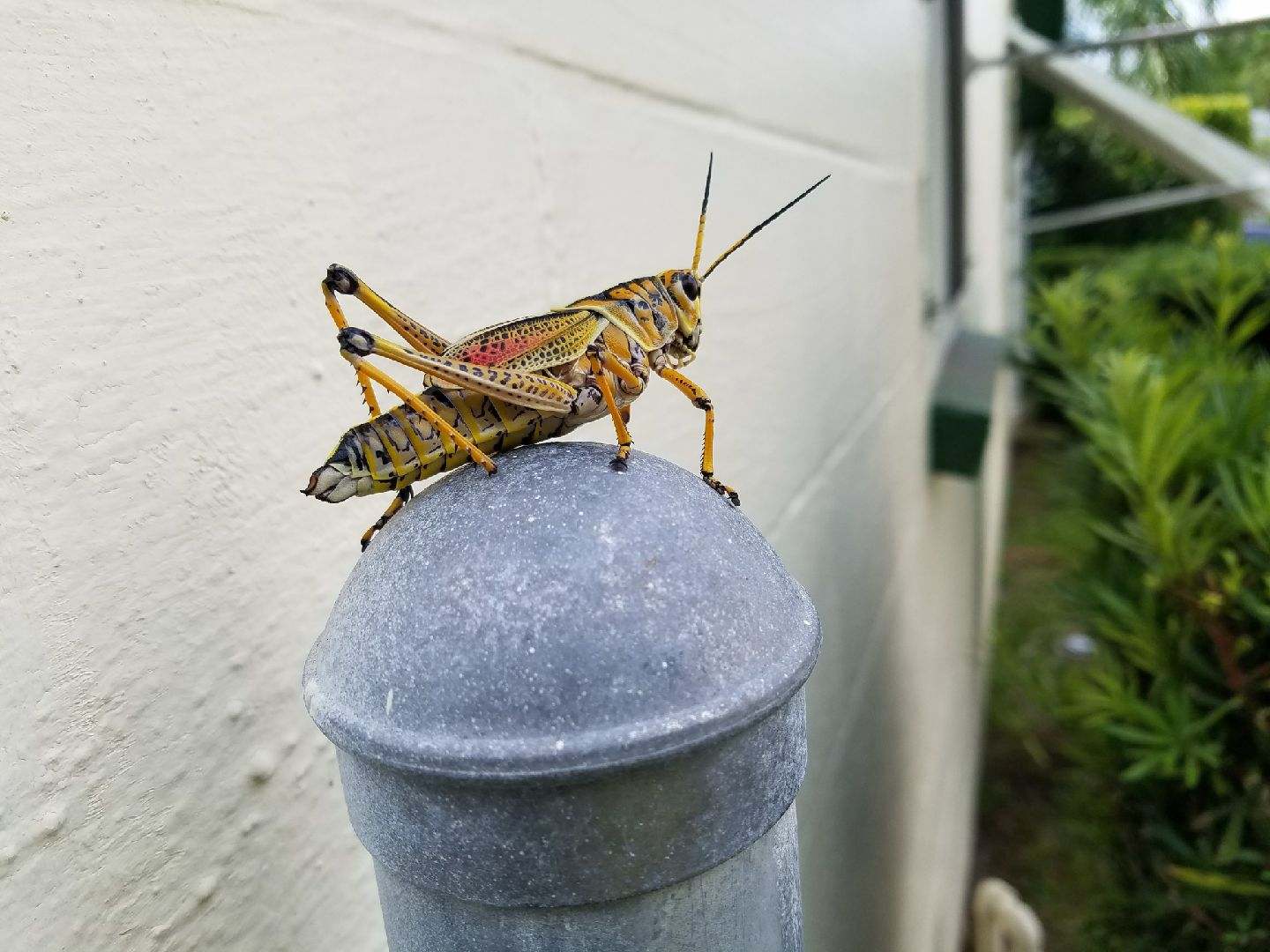 Lubber Grasshoppers don't bite, they do spit & secrete foul