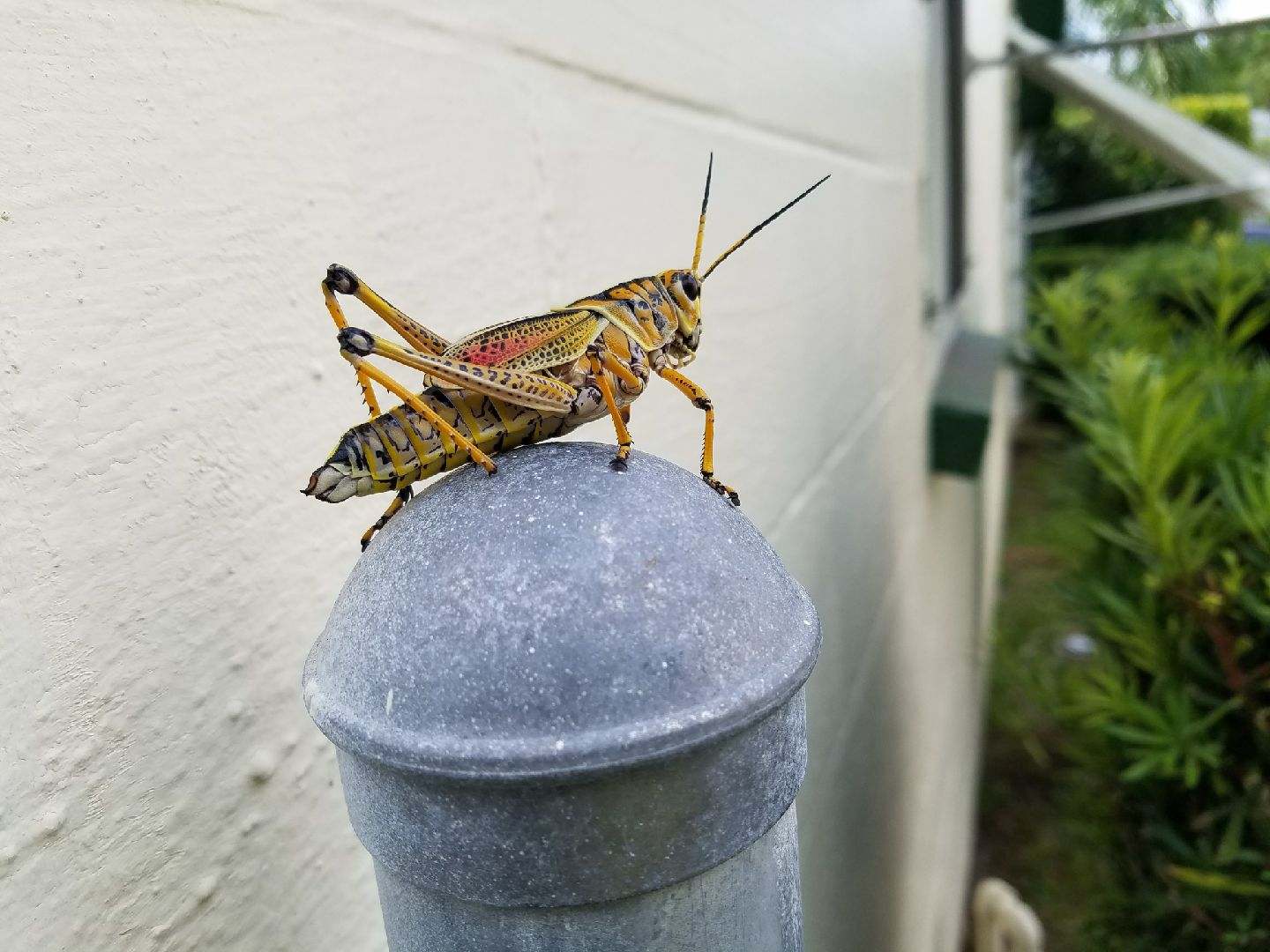 Lubber Grasshoppers Don t Bite They Do Spit Secrete Foul smelling Froth 