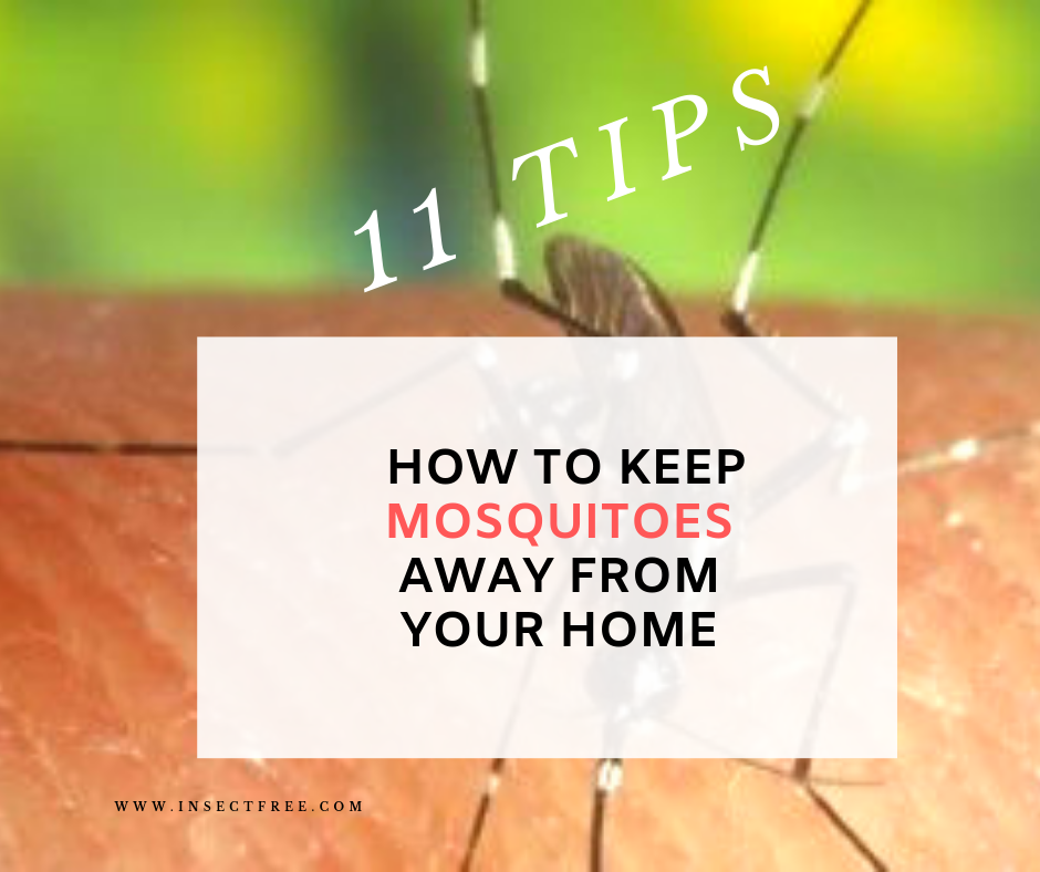 How To Keep Mosquitoes Away From Your Home – 11 Tips