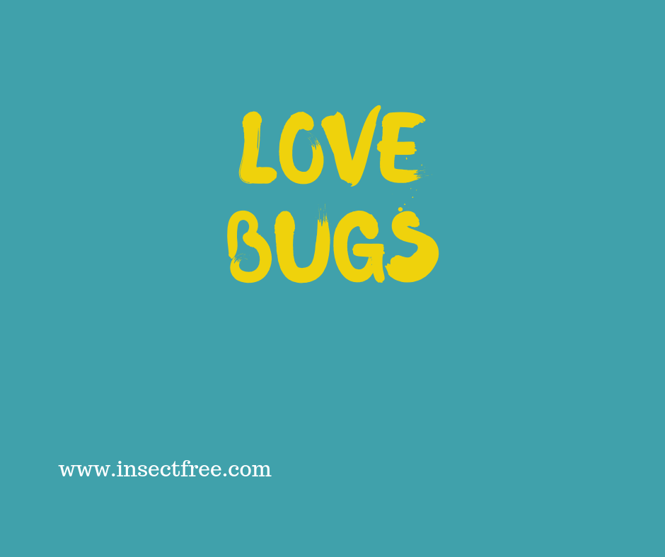 Love Bugs 