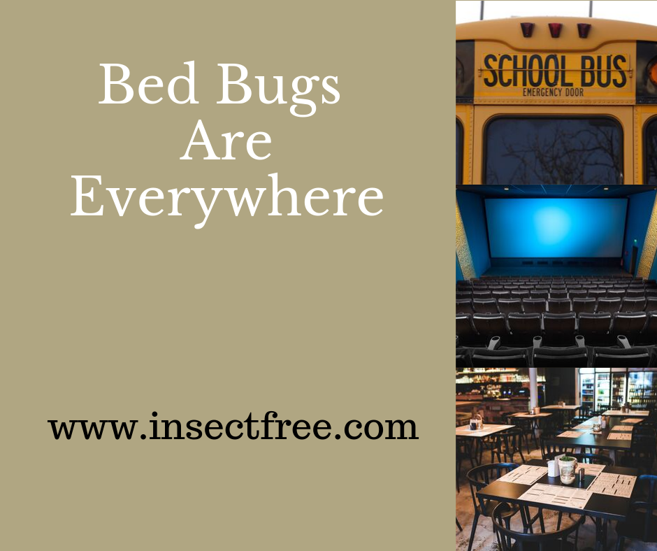 Bed Bugs Are Everywhere Earth's Best Natural Pest Management