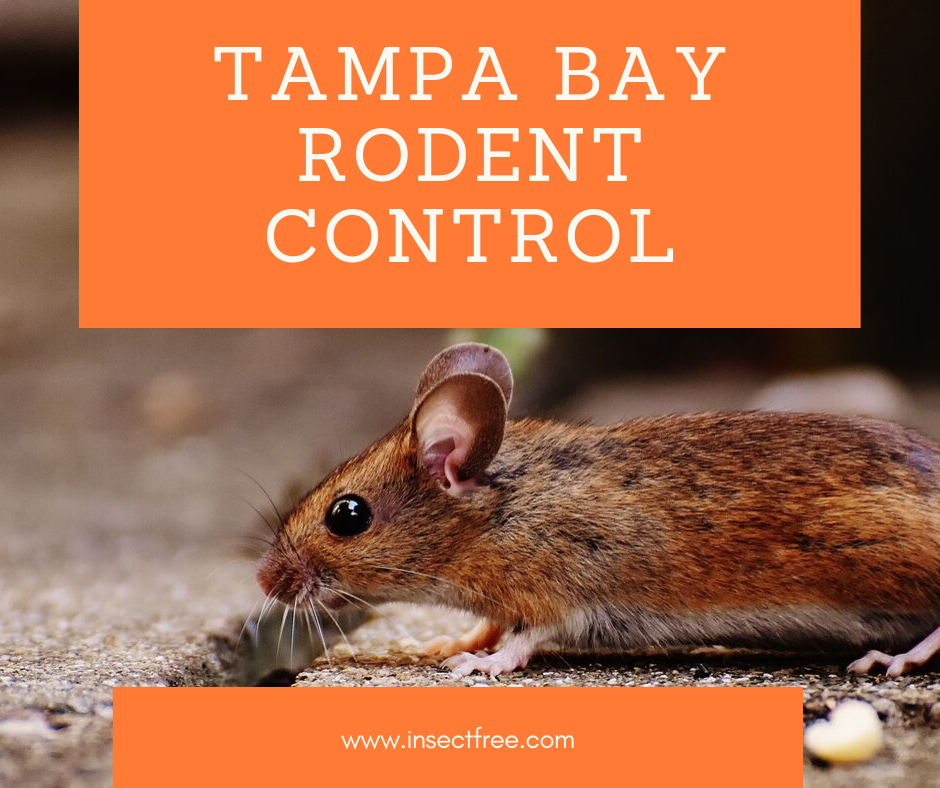 Tampa Bay Rodent Control Earth