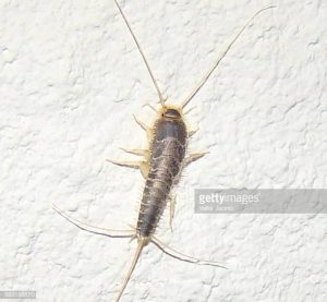 Silverfish on wall