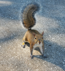 A squirrel