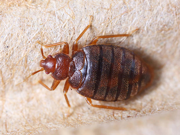 Florida Bed Bug Tips Earth S Best Natural Pest Management