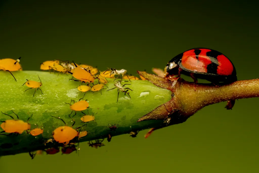 Central Florida Aphids