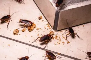 2024 Tampa Cockroaches
