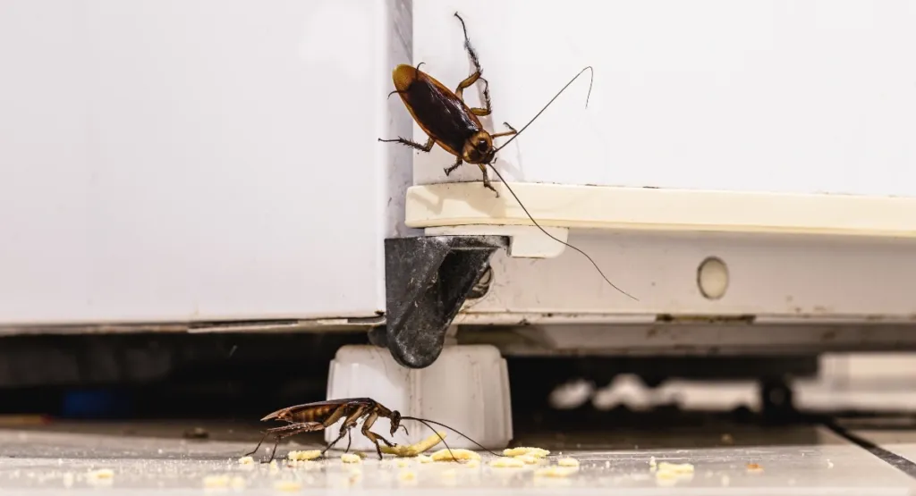 Pasco County Cockroach Exterminator